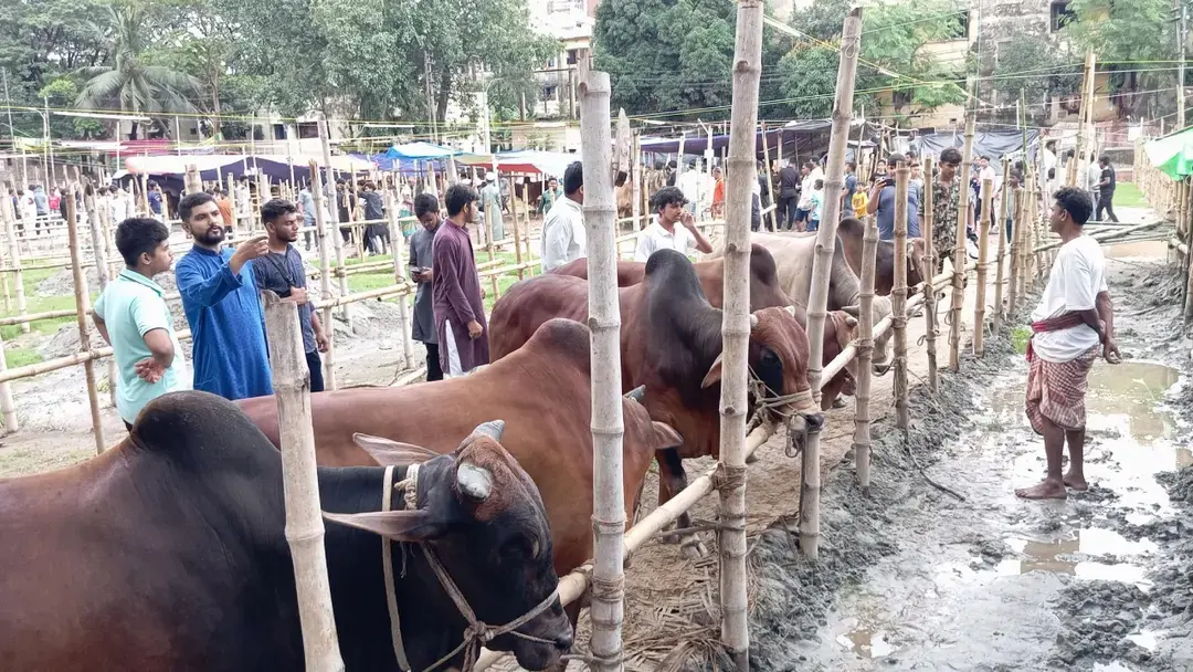 চট্টগ্রাম নগরে ৬ অস্থায়ী পশুর হাটের অনুমতি, চসিকের দরপত্র আহ্বান তিনটির